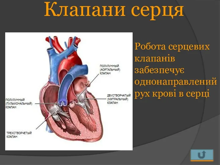 Клапани серця Робота серцевих клапанів забезпечує однонаправлений рух крові в серці