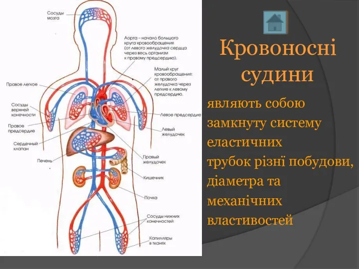 Кровоносні судини являють собою замкнуту систему еластичних трубок різнї побудови, діаметра та механічних властивостей