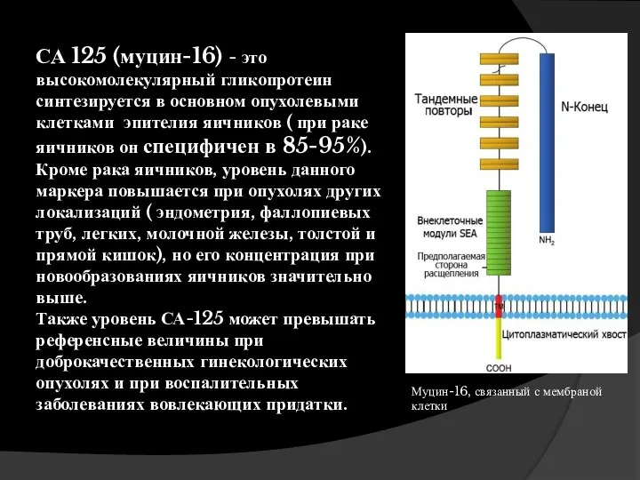 СА 125 (муцин-16) - это высокомолекулярный гликопротеин синтезируется в основном