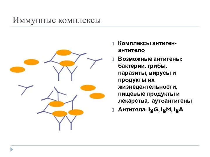 Иммунные комплексы Комплексы антиген-антитело Возможные антигены: бактерии, грибы, паразиты, вирусы