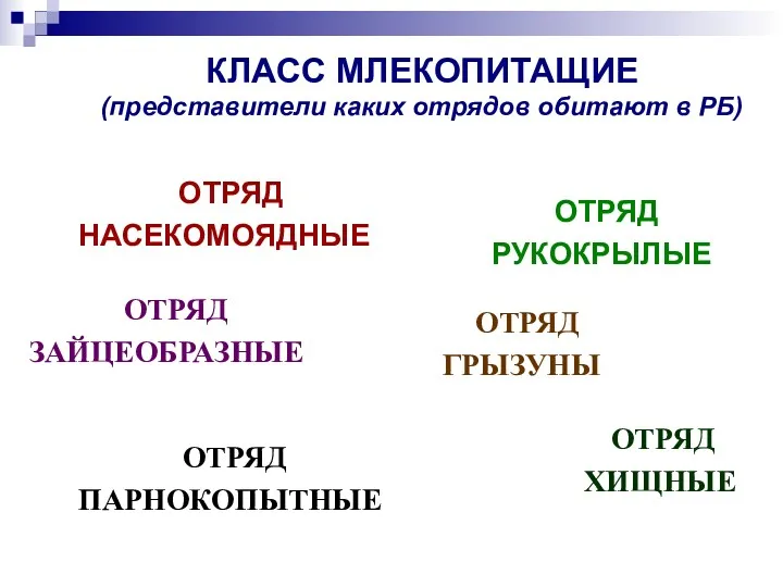 КЛАСС МЛЕКОПИТАЩИЕ (представители каких отрядов обитают в РБ) ОТРЯД НАСЕКОМОЯДНЫЕ