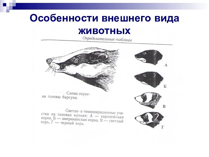 Особенности внешнего вида животных