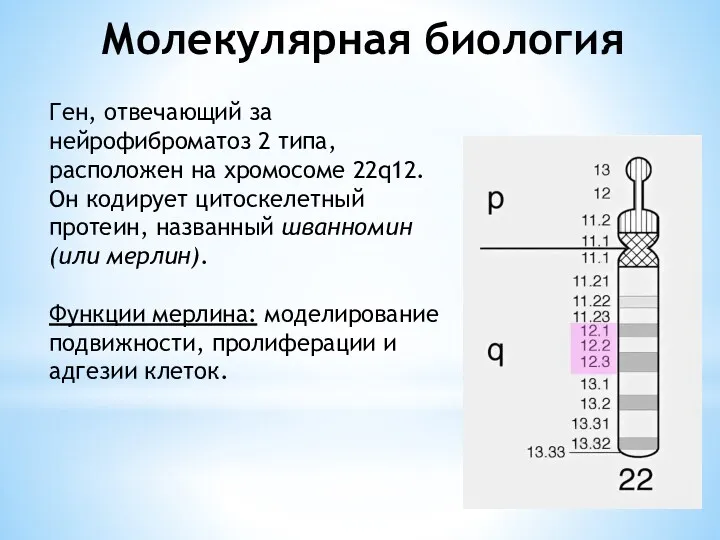 Молекулярная биология Ген, отвечающий за нейрофиброматоз 2 типа, расположен на