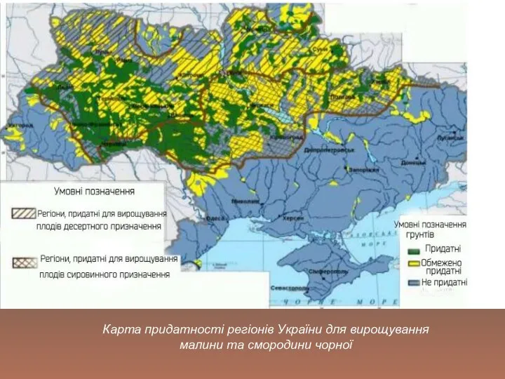 Карта придатності регіонів України для вирощування малини та смородини чорної