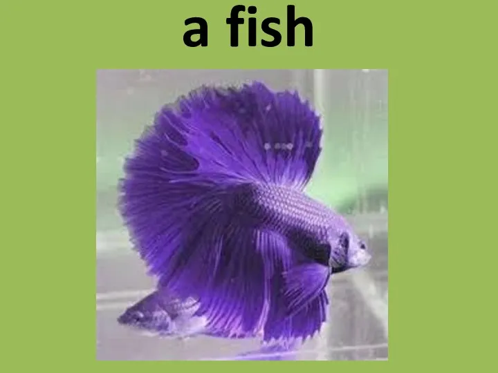 a fish