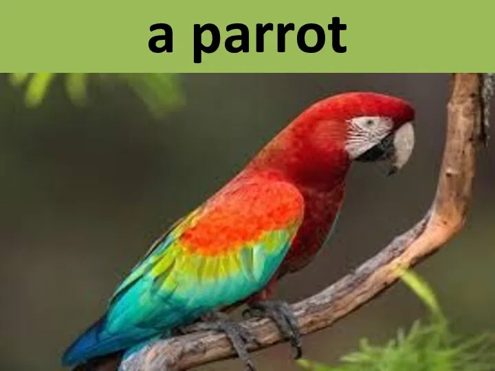 a parrot