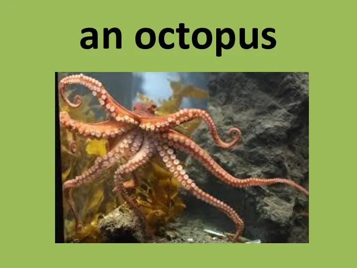 an octopus