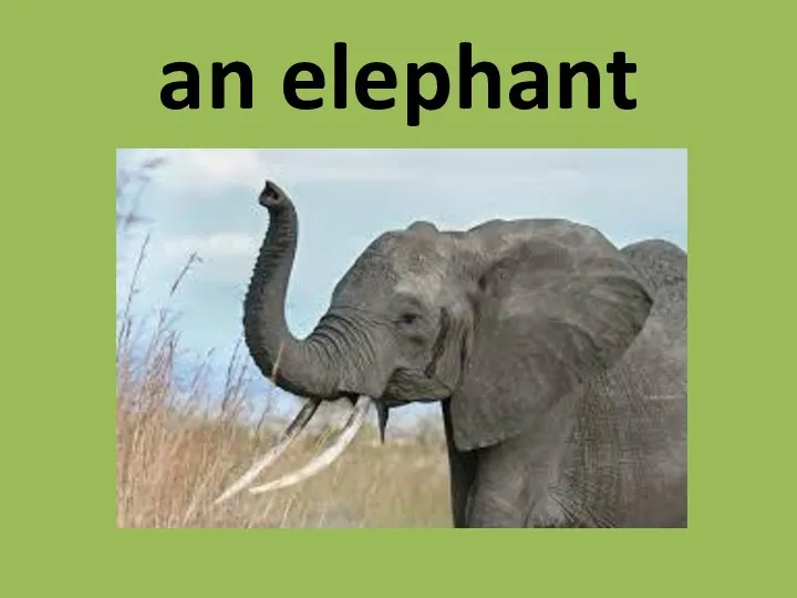 an elephant