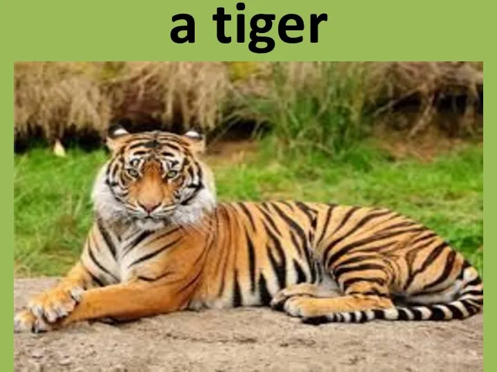 a tiger