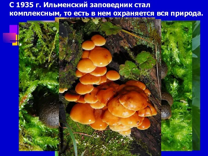 С 1935 г. Ильменский заповедник стал комплексным, то есть в нем охраняется вся природа.