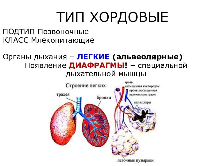 ТИП ХОРДОВЫЕ ПОДТИП Позвоночные КЛАСС Млекопитающие Органы дыхания – ЛЕГКИЕ