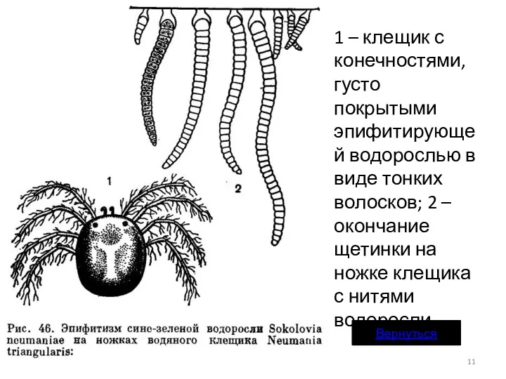 1 – клещик с конечностями, густо покрытыми эпифитирующей водорослью в виде тонких волосков;