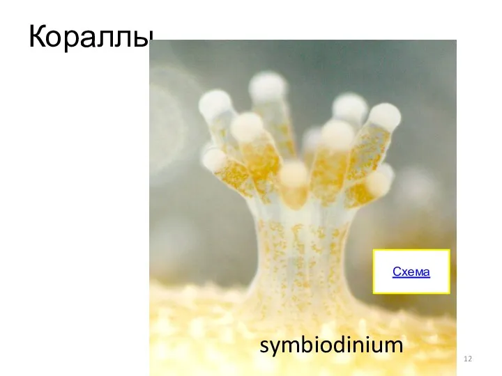 Кораллы Схема symbiodinium