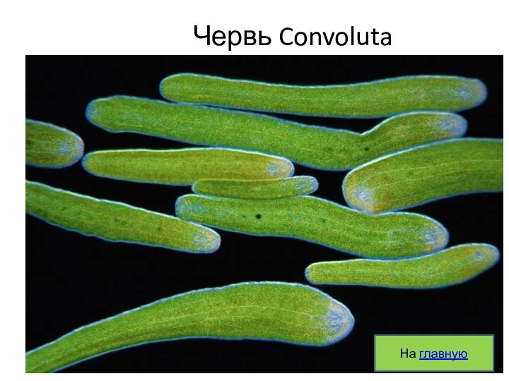 Червь Convoluta На главную