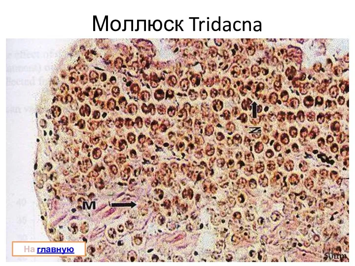 Моллюск Tridacna На главную