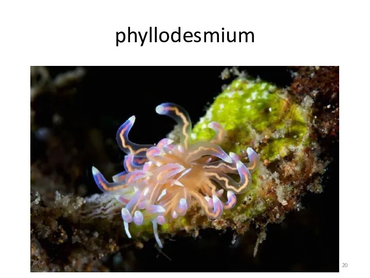 phyllodesmium