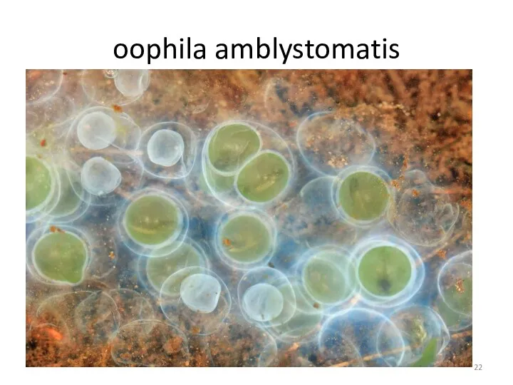 oophila amblystomatis