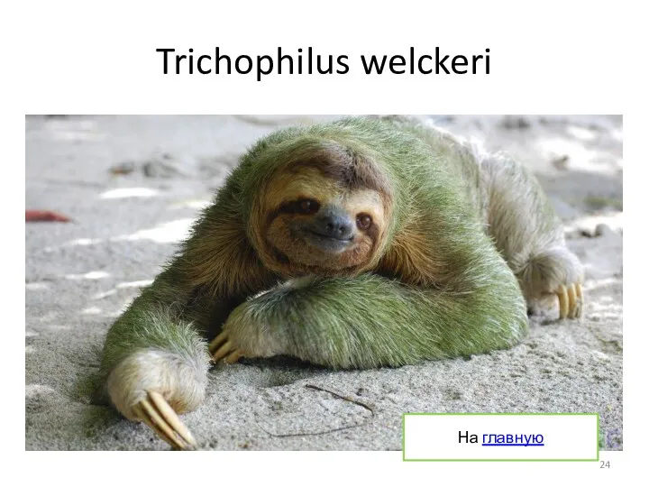 Trichophilus welckeri На главную