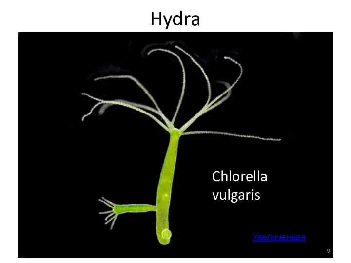 Hydra Увеличенная Chlorella vulgaris