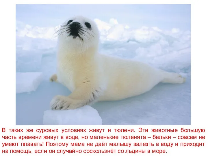В таких же суровых условиях живут и тюлени. Эти животные большую часть времени