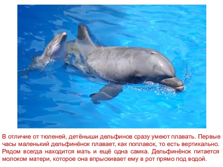 В отличие от тюленей, детёныши дельфинов сразу умеют плавать. Первые