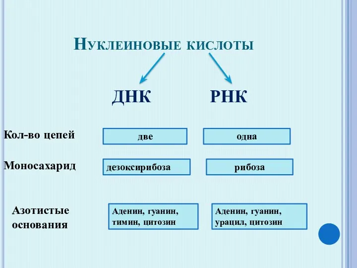 Нуклеиновые кислоты ДНК РНК Моносахарид дезоксирибоза рибоза Азотистые основания Аденин,