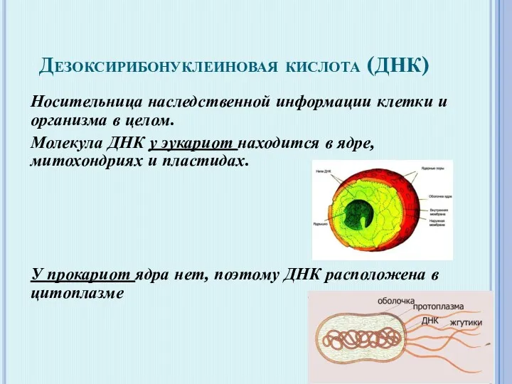 Дезоксирибонуклеиновая кислота (ДНК) Носительница наследственной информации клетки и организма в