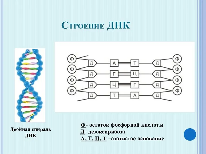 Строение ДНК Ф- остаток фосфорной кислоты Д- дезоксирибоза А, Г,