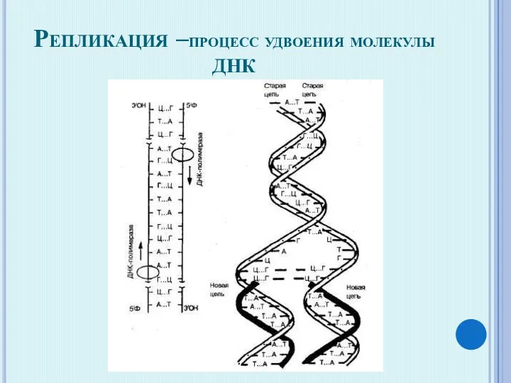 Репликация –процесс удвоения молекулы ДНК