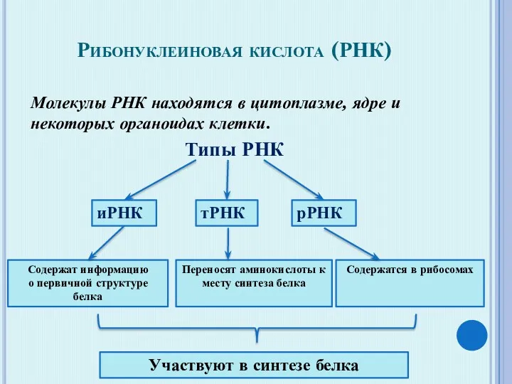 Рибонуклеиновая кислота (РНК) Молекулы РНК находятся в цитоплазме, ядре и