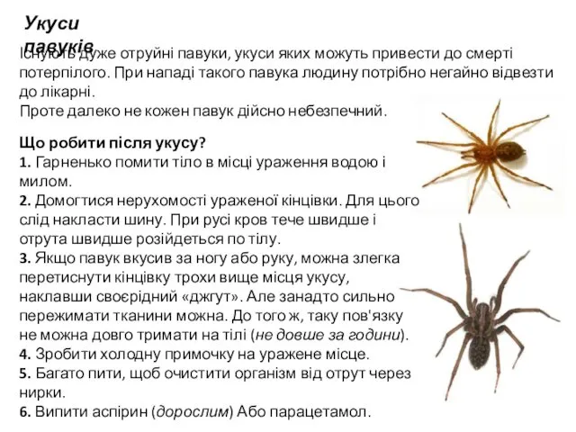 Укуси павуків Існують дуже отруйні павуки, укуси яких можуть привести до смерті потерпілого.