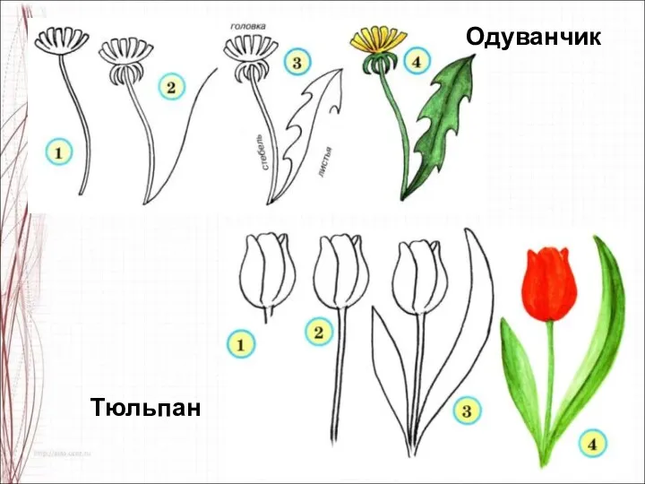 Тюльпан Одуванчик