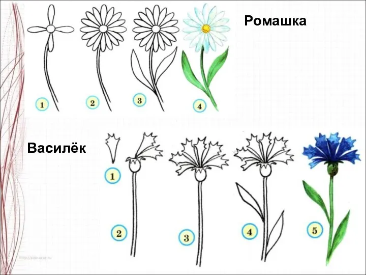 Ромашка Василёк