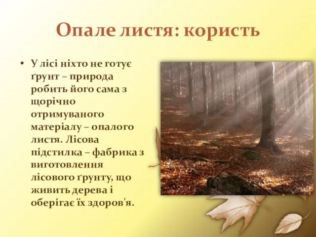 Опале листя: користь У лісі ніхто не готує ґрунт –