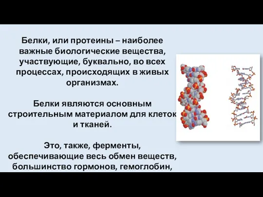 Белки, или протеины – наиболее важные биологические вещества, участвующие, буквально,