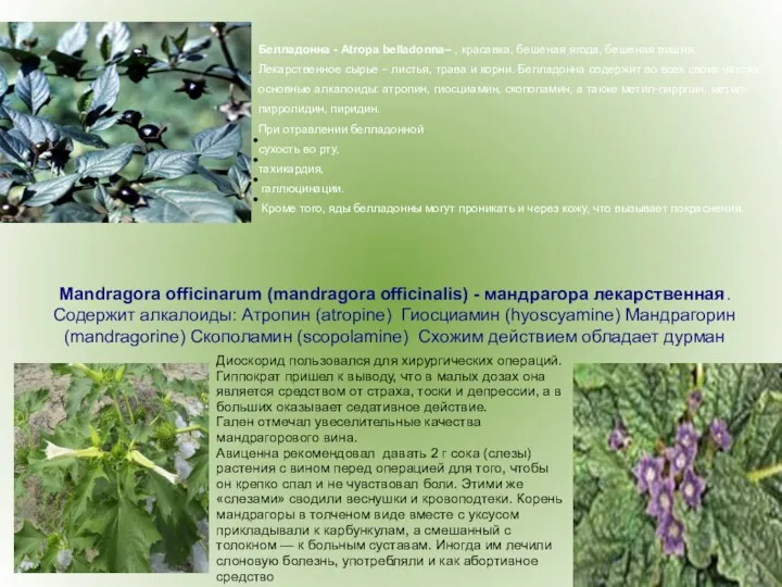 Белладонна - Atropa belladonna– , красавка, бешеная ягода, бешеная вишня.