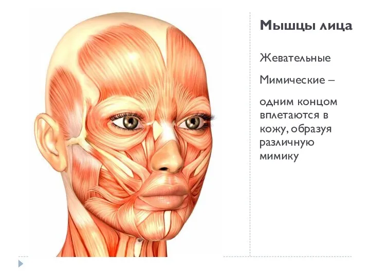 Мышцы лица Жевательные Мимические – одним концом вплетаются в кожу, образуя различную мимику