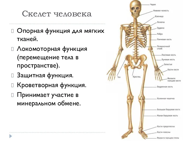 Скелет человека Опорная функция для мягких тканей. Локомоторная функция (перемещение