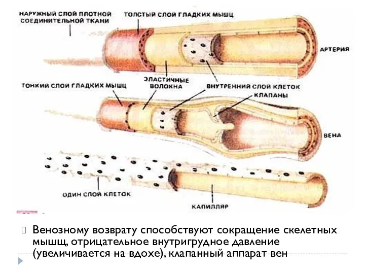 Венозному возврату способствуют сокращение скелетных мышщ, отрицательное внутригрудное давление (увеличивается на вдохе), клапанный аппарат вен