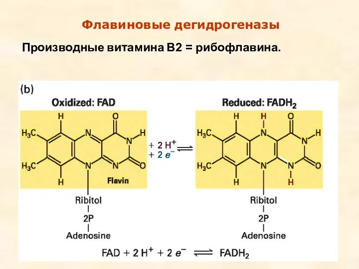 Флавиновые дегидрогеназы Производные витамина В2 = рибофлавина.