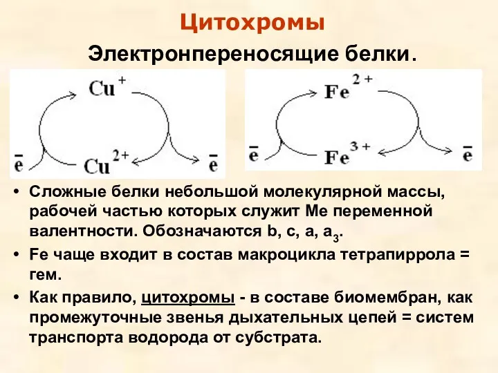 Электронпереносящие белки. Сложные белки небольшой молекулярной массы, рабочей частью которых