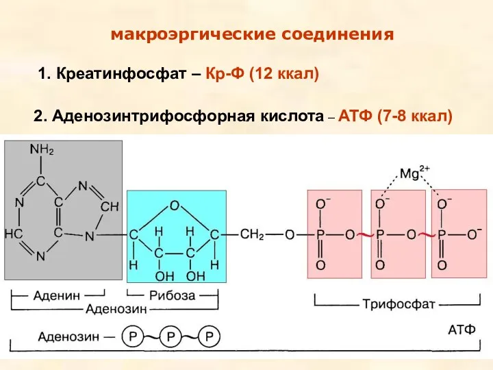 макроэргические соединения 1. Креатинфосфат – Кр-Ф (12 ккал) 2. Аденозинтрифосфорная кислота – АТФ (7-8 ккал)