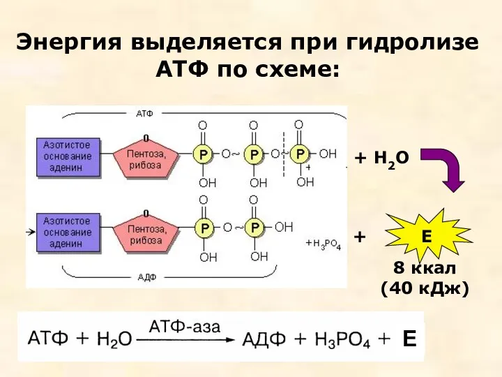 Энергия выделяется при гидролизе АТФ по схеме: + 8 ккал (40 кДж) Е + Н2О