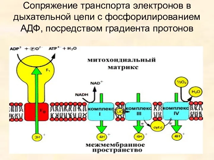 Сопряжение транспорта электронов в дыхательной цепи с фосфорилированием AДФ, посредством градиента протонов