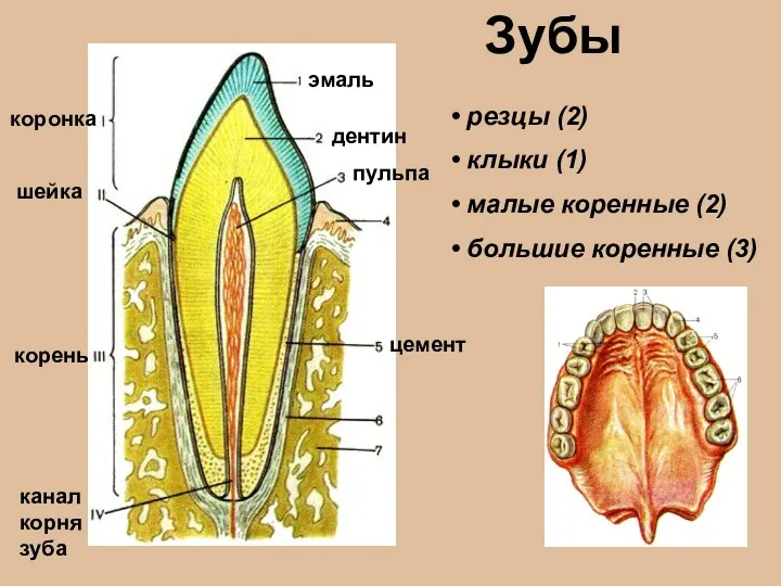 Зубы коронка шейка корень эмаль дентин цемент пульпа канал корня зуба резцы (2)