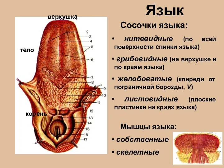 Язык Сосочки языка: нитевидные (по всей поверхности спинки языка) грибовидные (на верхушке и