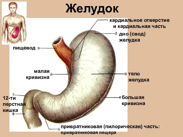 Желудок пищевод кардиальное отверстие и кардиальная часть дно (свод) желудка тело желудка малая