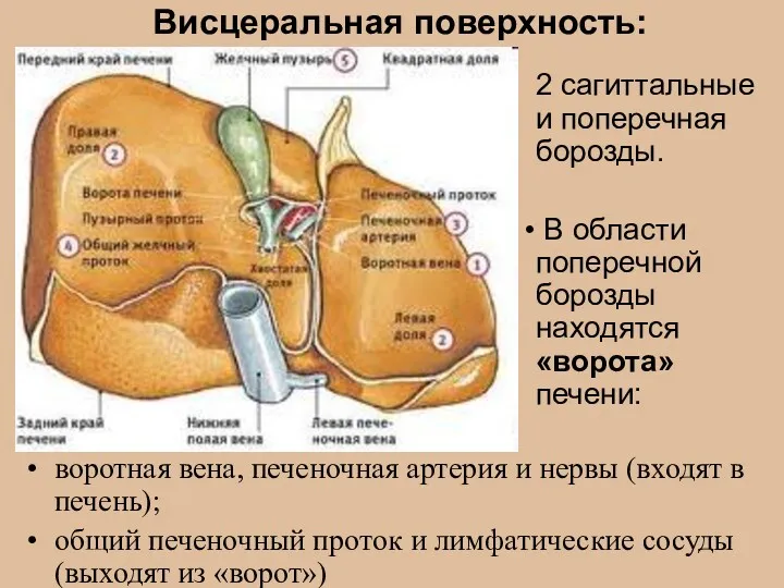 воротная вена, печеночная артерия и нервы (входят в печень); общий печеночный проток и