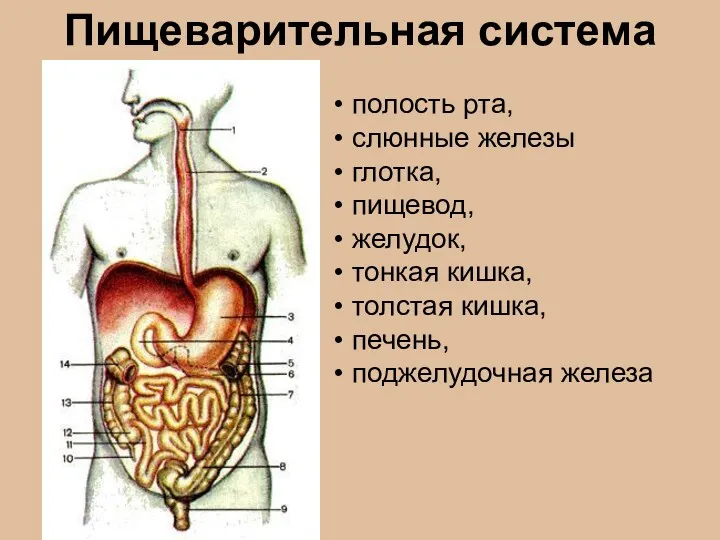 Пищеварительная система полость рта, слюнные железы глотка, пищевод, желудок, тонкая кишка, толстая кишка, печень, поджелудочная железа