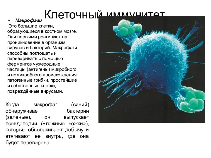 Клеточный иммунитет. Макрофаги Это большие клетки, образующиеся в костном мозге.